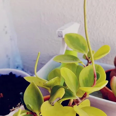 Apartament Charming To Rent Lizbona