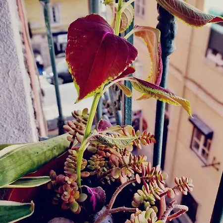 Apartament Charming To Rent